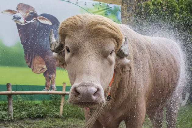 Bangladesch, Albino-Büffel mit Spitznamen Donald Trump in Narayanganj