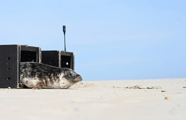 Niedersachsen, Zwei Kegelrobben am Norddeich ausgewildert