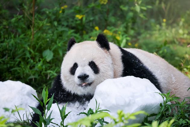 Riesenpandas im Zoo von Chongqing