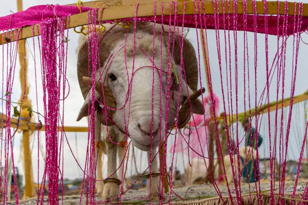 Indien, Vorbereitungen auf das islamische Opferfest Eid al-Adha, landesweite Eindrücke