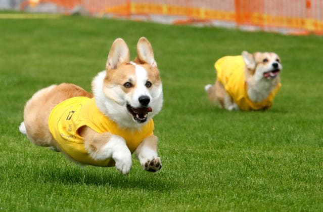 Corgi-Treffen in Kyjiw