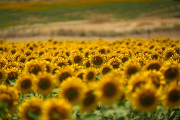 Spanien, Sonnenblumen in Sevilla