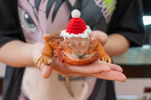 China, Reptilien Ausstellung in Peking
