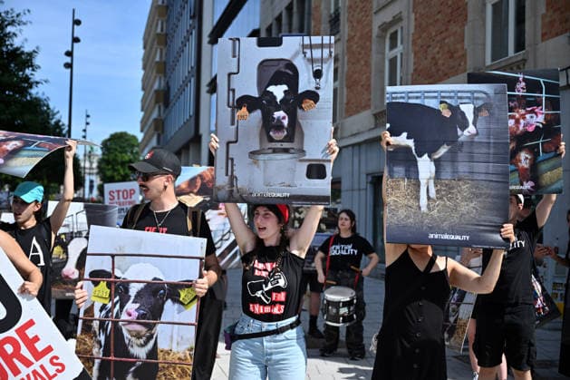 Belgien, Demonstration vor der EU-Kommission fordert umfassende Tierschutzreformen und strengere Regeln in Brüssel