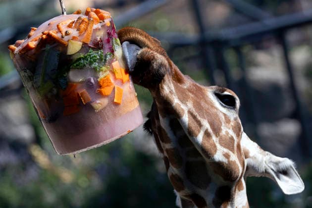 Italien, Tiere im Zoo in Rom bekommen gefrorenes Futter während Hitzewelle