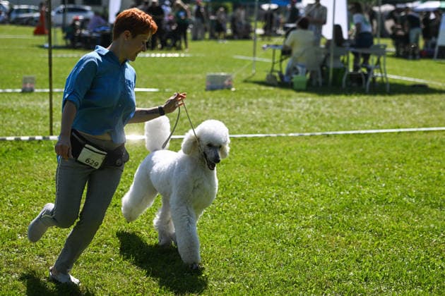 Polen, Internationale Hundeshow in Krakau
