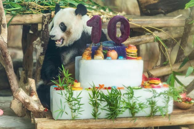 Pandabär Jilan feiert im Zoo von Nanning in China Geburtstag
