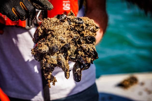 Belgien, Bel Mer Muschelpräsentation in Nieuwport