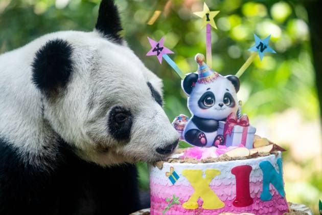 Riesenpanda feiert 36. Geburtstag im Zoo in Mexiko-Stadt