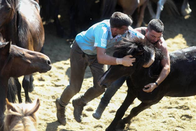 Spanien, Wildpferdetreiben - A Rapa das Bestas Feier in Sabucedo