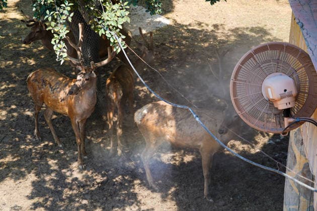 Abkühlung für Tiere im Zoo von Zhengzhou, China