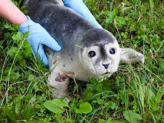 Hamburg, Junger Seehund an Elbstrand entdeckt