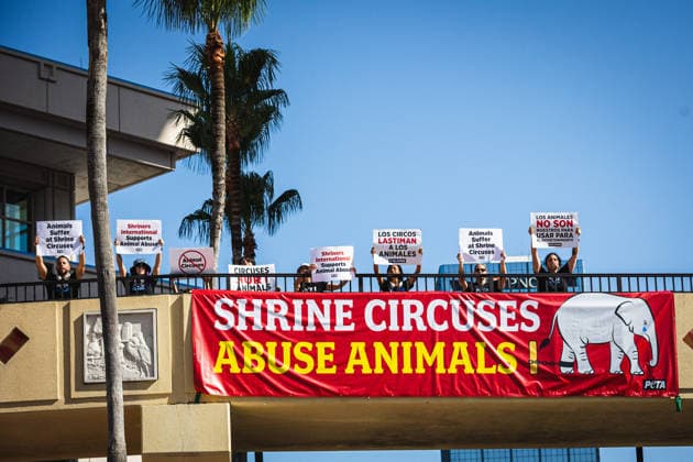 USA, PETA protestiert gegen Zirkusse mit Tieren in Tampa