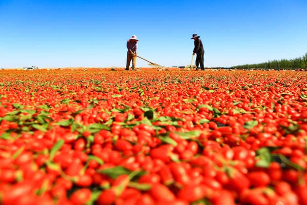 China, Ernte von Goji Beeren in Jiayuguan