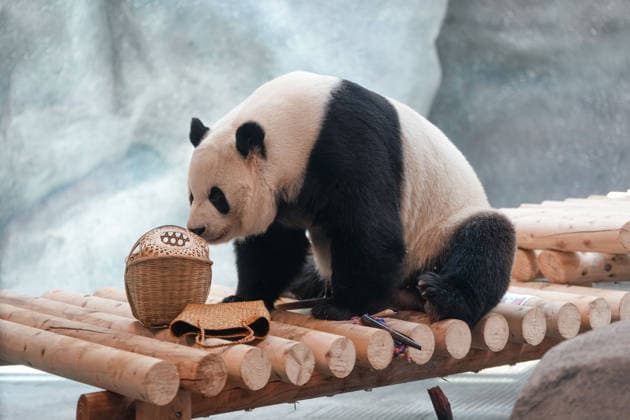 Riesen-Panda im Zoo in Peking