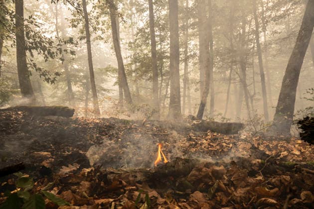 Frankreich, Waldbrand im Forst von Fontainebleau bei Paris