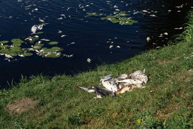 Tschechien, tote Fische in Gewässer in Lednice