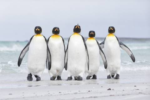 Kalendermotive: Pinguine
