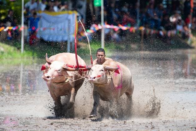 Thailand, traditionelles Wasserbüffelrennen in Chonburi