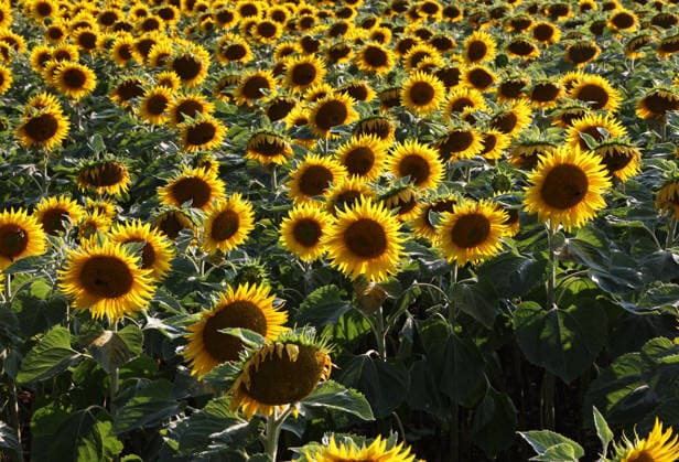 Sonnenblumenfeld in Bayern