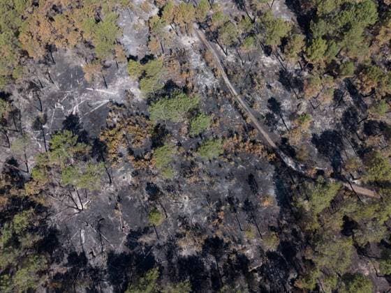 Frankreich, Waldbrand im Forst von Fontainebleau bei Paris