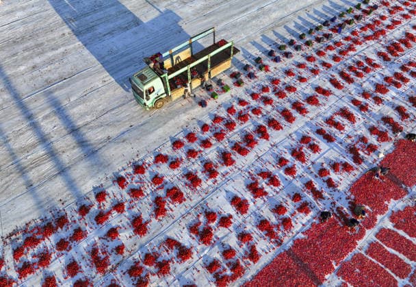 Türkei, Izmir: Erntehelfer trocknen halbierte Tomaten auf Feldern in der Sonne