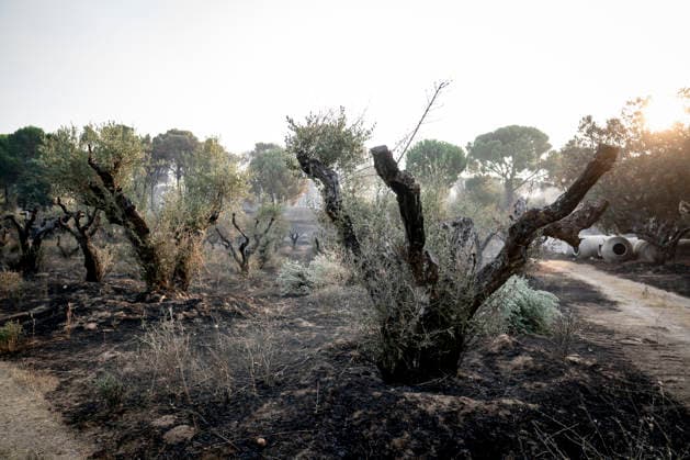 Waldbrände in Spanien, Eindrücke aus Madrid