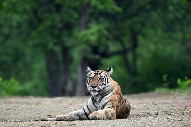 Global Tiger Day, Weltweite Eindrücke