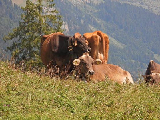 Schweiz, Sommer im Bisisthal