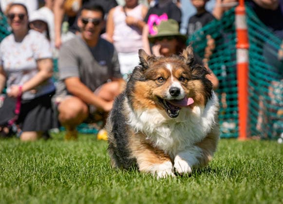Kanada, Hunderennen Fast and Furriest in Coquitlam