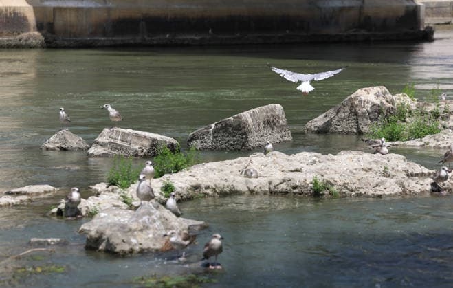 Italien, Niedrigwasser im Tiber in Rom