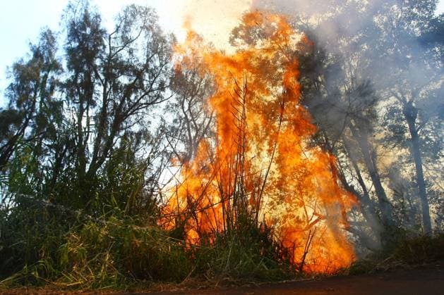 Indonesien, Waldbrand in Ostjava