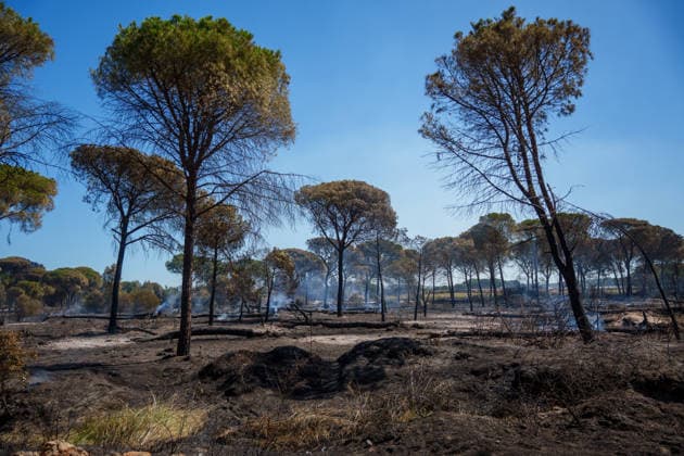 Spanien, Waldbrand bei Lucena del Puerto in Huelva