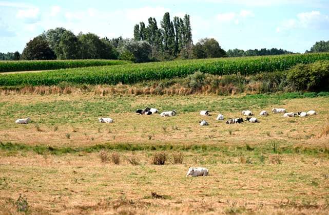 Belgien, Trockenheit in Flämisch-Brabant