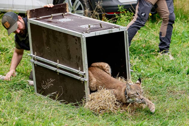 Niedersachsen, Umweltminister Christian Meyer lässt Luchs im Osterwald auswildern