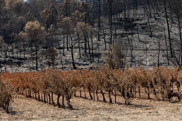 Frankreich, Waldbrände im Departement Var, Schäden
