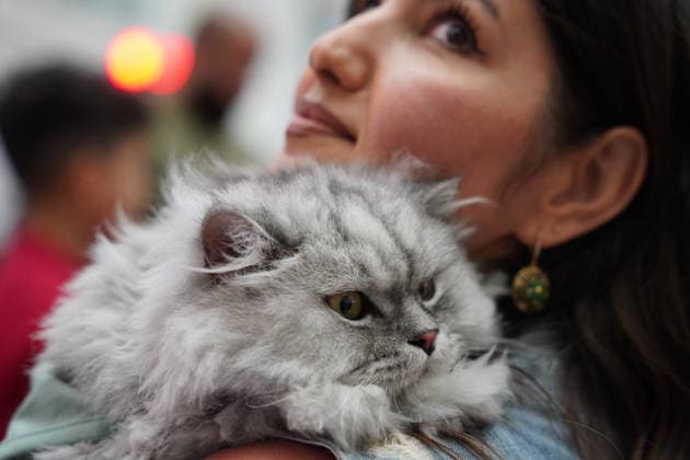 Irak, Katzen-Schönheitswettbewerb in Sulaymaniyah