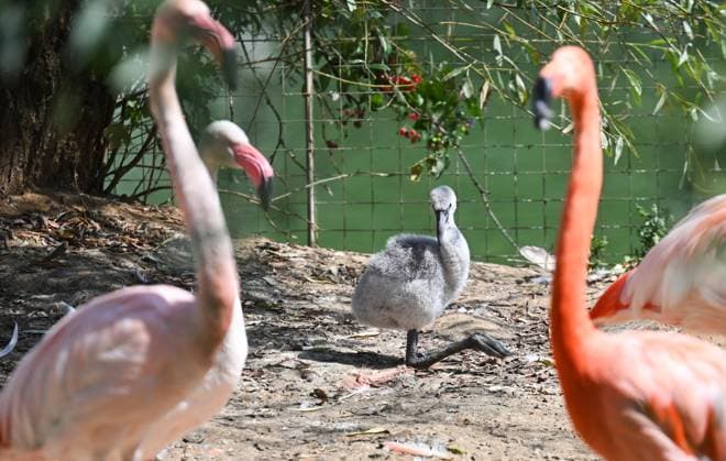 Russland, Rote Flamingo in Moskau