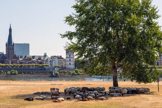 NRW, Rhein-Niedrigwasser in Düsseldorf