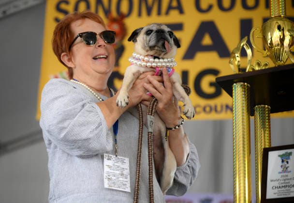 USA, Ugliest Dog Contest in Santa Rosa