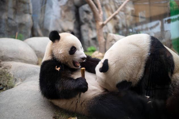 Riesenpanda-Zwillinge feiern zweiten Geburtstag im Ocean Park Hongkong