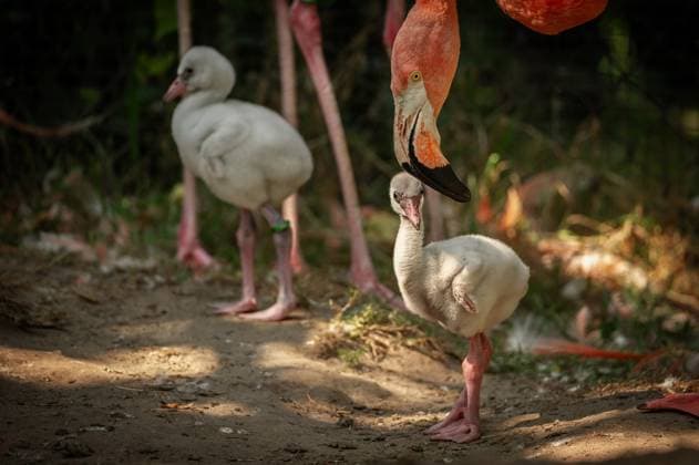 Flamingo-Küken im Zoo Antwerpen