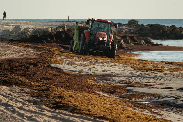 USA, Miami Beach mit Sargassum-Seetang überzogen