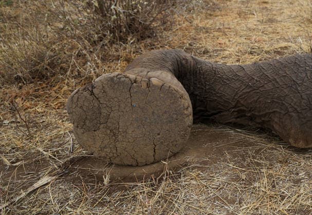 Kenia, Naturschutzbehörden untersuchen ungeklärtes Elefantensterben im Amboseli-Nationalpark