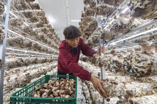 China, Pilzfarm in Wuyi