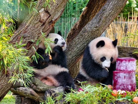 Panda-Zwillinge Leni und Lotte feiern 2. Geburtstag im Berliner Zoo