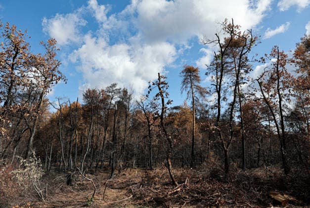 Frankreich, Verbrannte Fläche nach Waldbrand im Wald von Fontainebleau