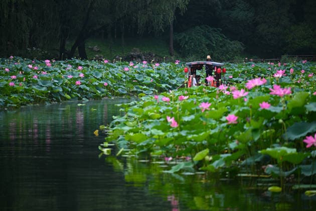 China, Lotusblüte in Peking