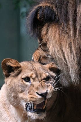 Tschechien: Barbarenlöwen Terry und Shani im Zoo Liberec