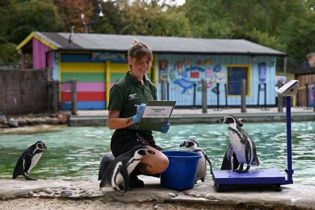 Großbritannien, Wiegetermin im London Zoo